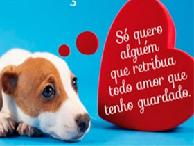 Feira de Adoção SOS PETS