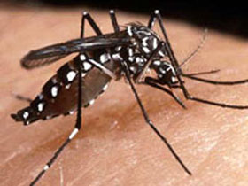 “10 minutos contra a Dengue”