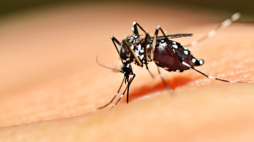 Diagnóstico oportuno e hidratação evitam óbitos por dengue