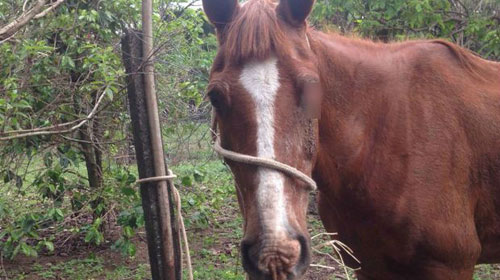 Cavalo vítima de maus-tratos é resgatado com ferimentos e cego