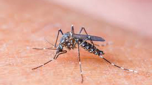Saiba como a gestante deve se proteger do zika vírus