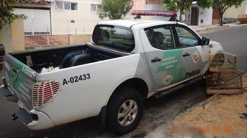 PM Ambiental apreende e devolve ao habitat natural 4 pássaros Trinca Ferro