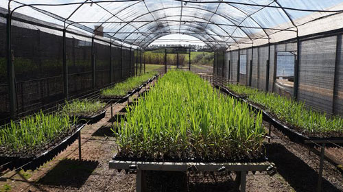APTA de Assis desenvolve produção de MPB de cana-de-açúcar