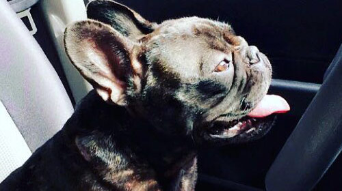 Cachorra está desaparecida desde sábado