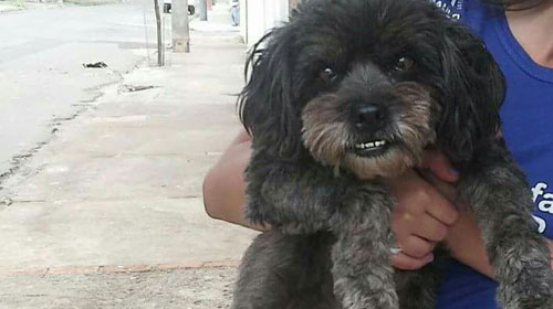 Cachorra é encontrada no Jardim Paraná e busca dono, em Assis