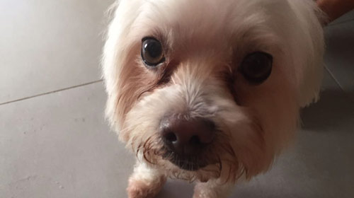 Cachorro é encontrado no Jardim Europa e busca seus donos, em Assis