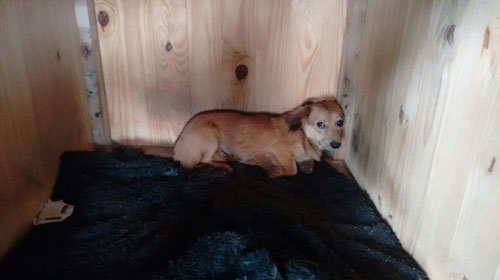 Cachorro sem raça definida é encontrado na Vila Xavier e espera pelo dono