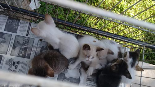 Homem abandona gatos em bosque e é multado em R$ 27mil