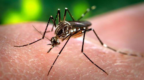 Assis registra quatro casos de Dengue neste ano