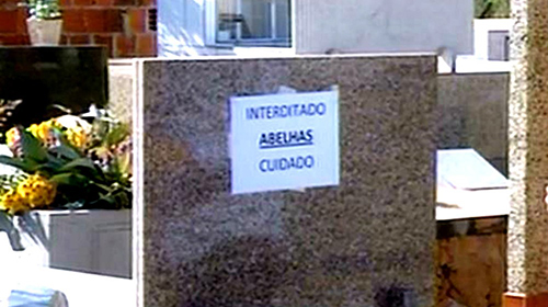 Moradores de Assis vivem transtornos com invasão e ataques de abelhas