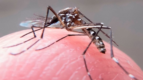 Fapesp desenvolve método capaz de detectar anticorpos do vírus Zika