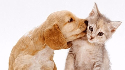 SOS Pets realiza feira de adoção neste sábado, em Assis – 27/07/2018