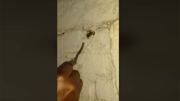 Moradora flagra escorpiões no muro do Cemitério de Assis