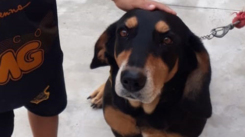 Tutores buscam por cachorra perdida em Assis