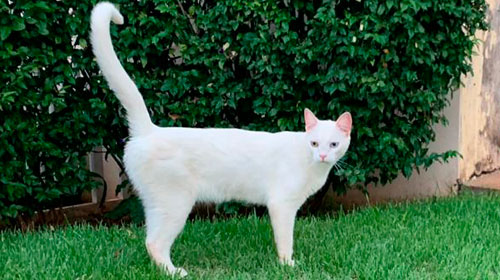 Gata busca por tutores em Assis