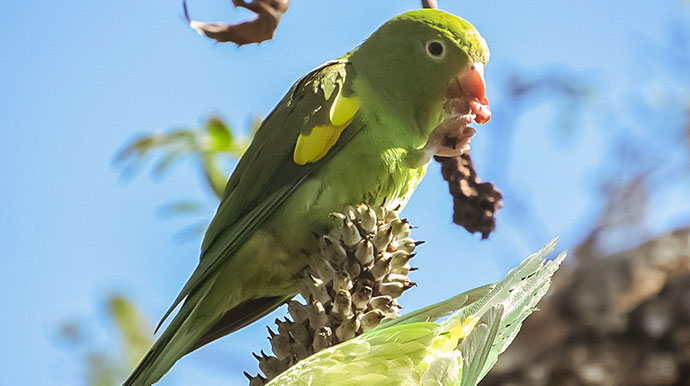 Passarinhando: Periquito de Encontro Amarelo no Ecoparque