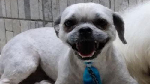 Tutores buscam por cachorro que desapareceu no Bairro Pacaembu em Assis