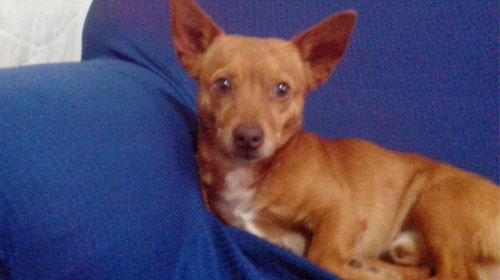 Família busca por cachorro que desapareceu no Parque Colinas em Assis