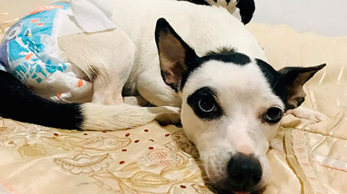Família procura por cachorro desaparecido e oferece recompensa
