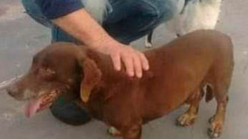 Família procura cachorro perdido próximo à Escola Cleophania em Assis