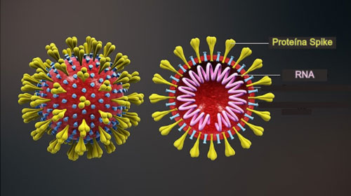 Como funcionam as vacinas contra o novo coronavírus?
