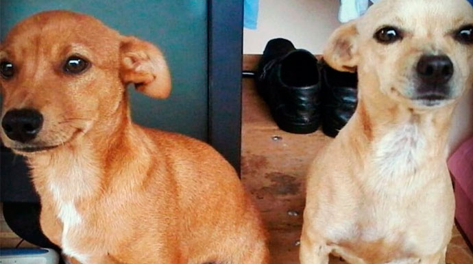 Tutora busca por cachorros desaparecidos em Assis