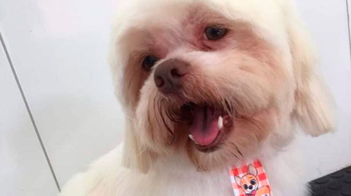 Tutores buscam por Lhasa-Apso desaparecido no Parque Colinas em Assis