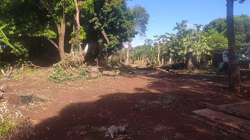 Morador de Salto Grande é multado por supressão de árvores nativas