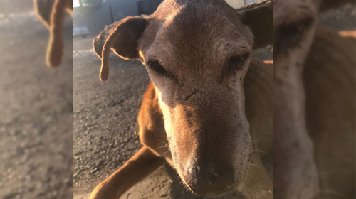 Cachorro abandonado em Assis precisa de ajuda para tratamento