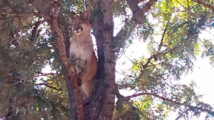 Onça Parda é capturada em chácara em Marília