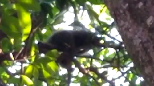 Assisense flagra bicho-preguiça em árvore do Parque Buracão