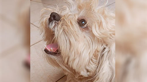 Tutora busca por cachorro que desapareceu no Parque das Flores em Assis