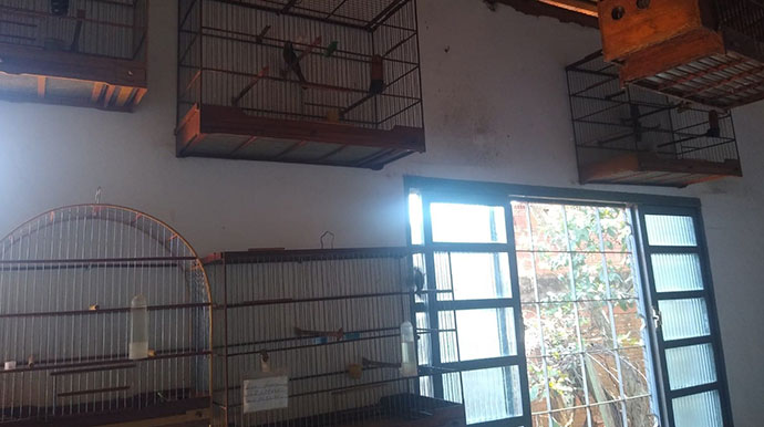 Criador de pássaros é multado em mais de R$20 mil por manter aves com anilhas adulteradas