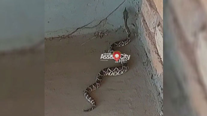 Jovem é picado por cobra no Ecolago em Assis