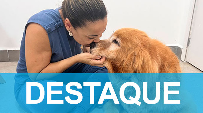 Tratamentos complementares ajudam Golden na obesidade e a controlar dores nas patas