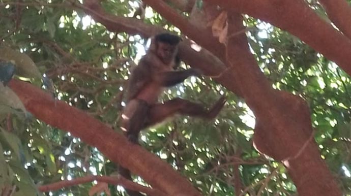 Macaco-prego volta a ser avistado no centro de Assis, próximo à Câmara Municipal