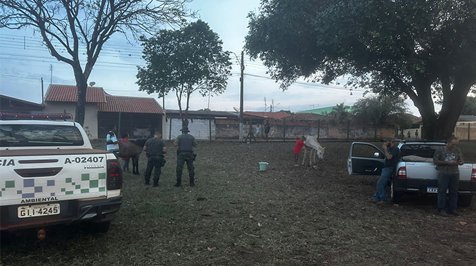 Égua dá à luz gêmeos e um dos filhotes morre em Assis