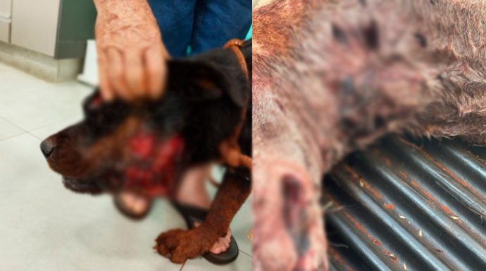Onça-parda mata pitbull e fere rottweiler em propriedade rural de Palmital