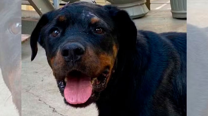 Rottweiler atacada por onça-parda em Palmital recebe alta após 1 mês internada