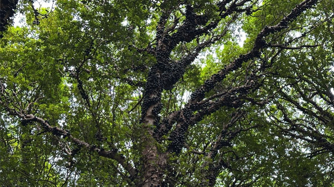 Florada das jabuticabeiras enfeitam o Parque Buracão em Assis