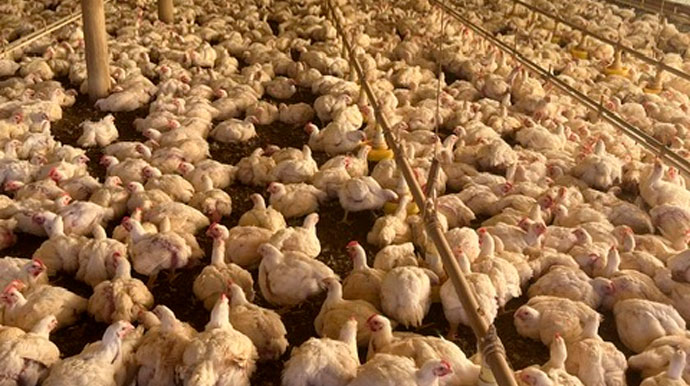 Exportações suspensas, riscos e vigilância: Avicultor analisa crise da Gripe Aviária