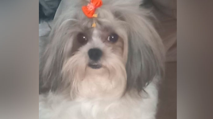 Família procura por cachorra desaparecida em Assis