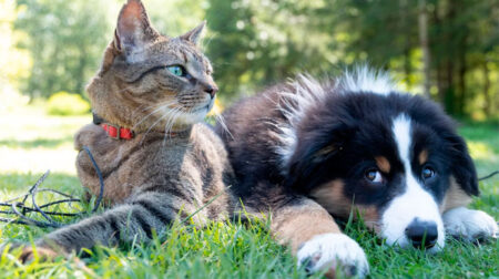 No próximo sábado, dia 29 de novembro, às 9h, a PRONT-VET realizará uma Feira de Adoção em parceria com a ONG SOS Pets. Foto: Reprodução/Unsplash