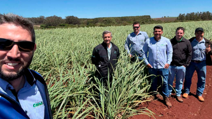 Técnicos da Assocana e do IAC avaliam desempenho de novas variedades de cana na região de Assis FOTO: Assocana/Divulgação