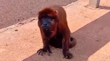 Animal foi resgatado e encaminhado para a APASS, em Assis - FOTO: Divulgação