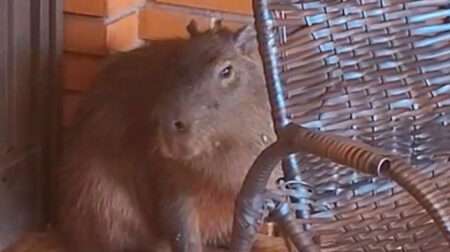 Capivara foi resgatada nesta terça-feira, dia 30, em Palmital - FOTO: Enviada ao Jornal da Comarca