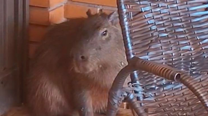 Capivara foi resgatada nesta terça-feira, dia 30, em Palmital - FOTO: Enviada ao Jornal da Comarca