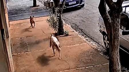 Animais estão assustando moradores de diversos bairros em Maracaí - FOTO: Enviada ao Portal AssisCity