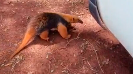 Tamanduá foi resgatado pela Polícia Ambiental -FOTO: Divylgação/Polícia
