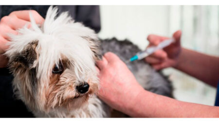 A vacinação é fundamental para a proteção dos pets, pois previne a raiva, uma doença grave e sem cura. Foto: Gov.br./ Ministério da Saúde